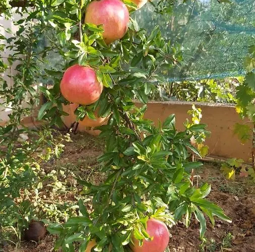 Naturstein-mediterranhaus Mit Gartenblick Φλογητά